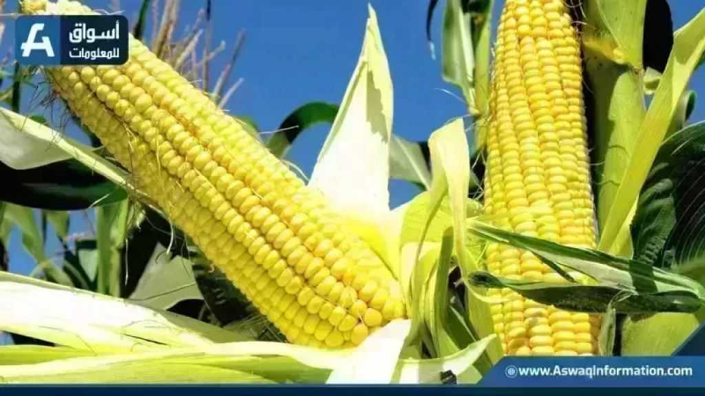 تراجع سعر طن الذرة الصفراء اليوم الثلاثاء.. الأردب عند التاجر بكام