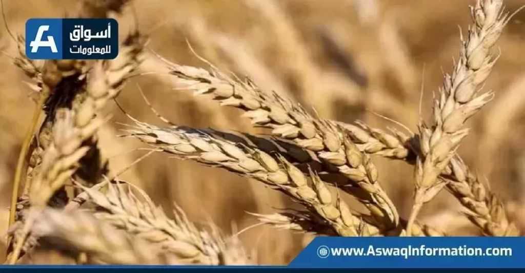 السعودية تطرح مناقصة دولية لشراء 655 ألف طن من القمح