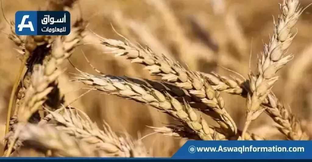 مزارعو الأرجنتين يحتفظون بـ30% من محصول القمح وسط ارتفاع الأسعار