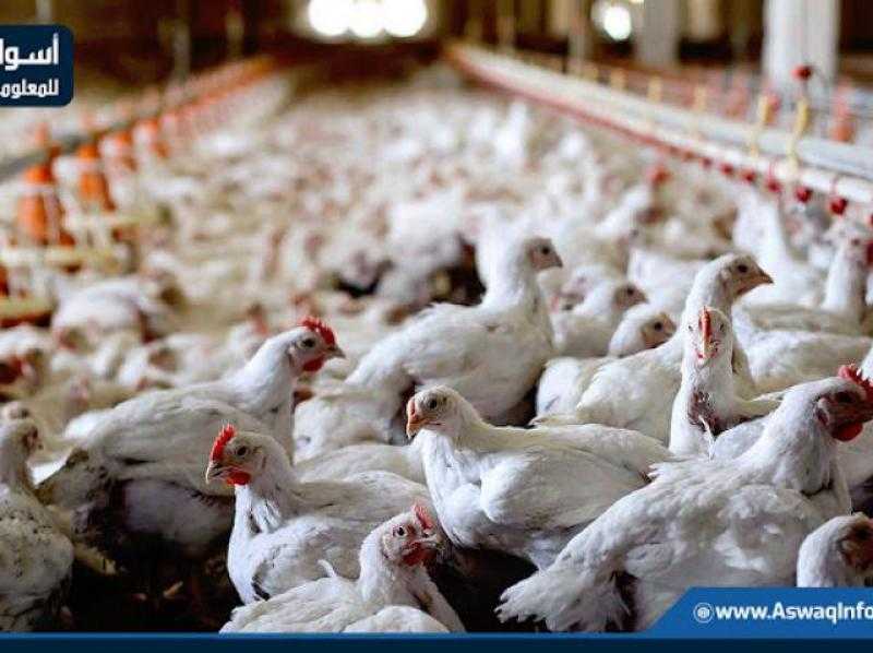 الحكومة: لا وجود لأي متحورات أو فيروسات وبائية منتشرة بين الدواجن والتحصينات متوفرة