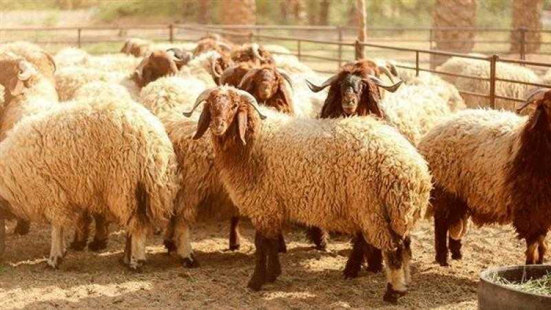 خطة الزراعة لاستقبال عيد الأضحى وتوفير الأضاحي بأسعار مخفضة