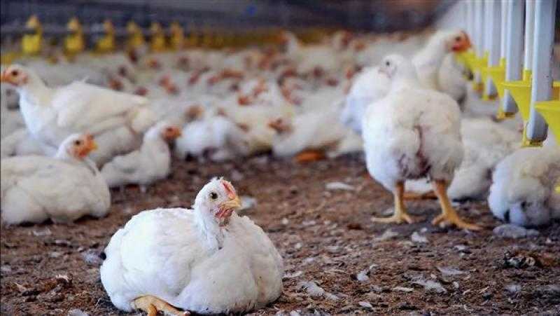 لضبط الأسواق.. منتجي الدواجن: جار الاتفاق على توريد 2000 طن لـ”جهاز مستقبل مصر”