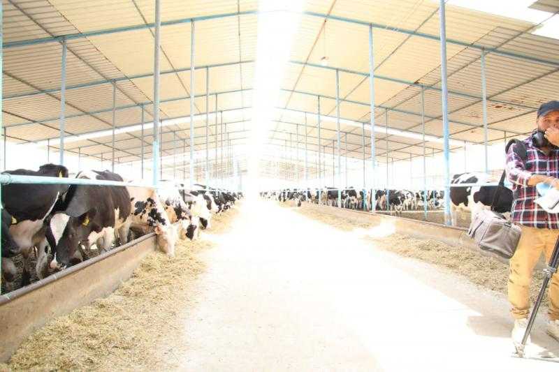 البنك الزراعي: مبادرة ”إحلم” تساهم في زيادة الإنتاج من اللحوم والألبان ومنتجاتها