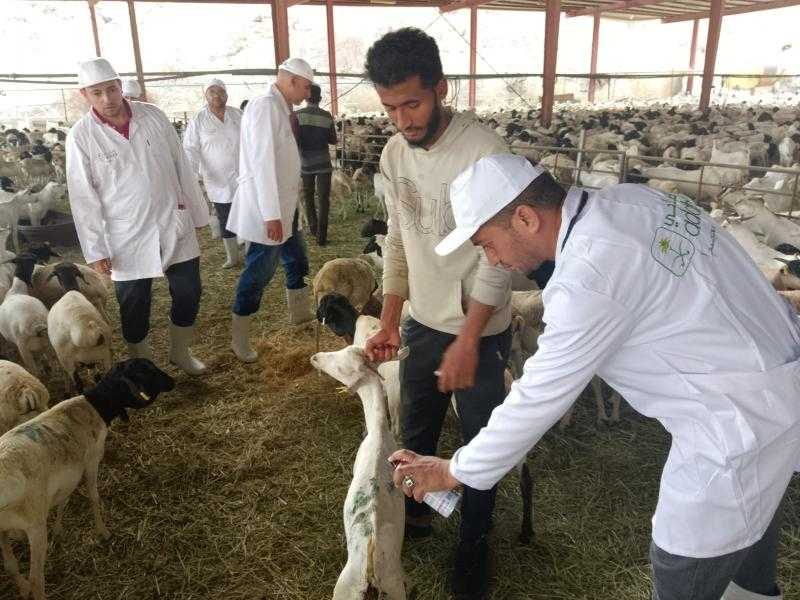 تشمل 220 طبيبًا.. وزير الزراعة يتابع أعمال البعثة البيطرية في الأراضي المقدسة