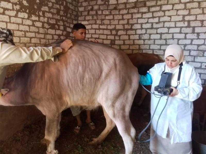 الزراعة: تشخيص وعلاج أكتر من 37 ألف رأس ماشية وتلقيح أكثر من 42 ألفًا خلال مايو