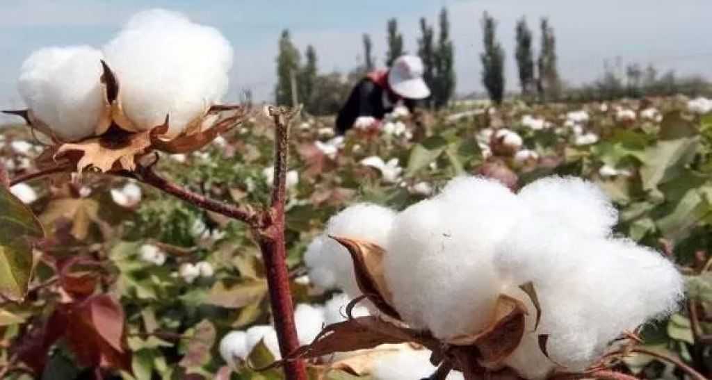 الهند في المقدمة.. الاتفاق على تصدير 5787 طنًا من القطن المصري حتى الآن| إنفوجراف