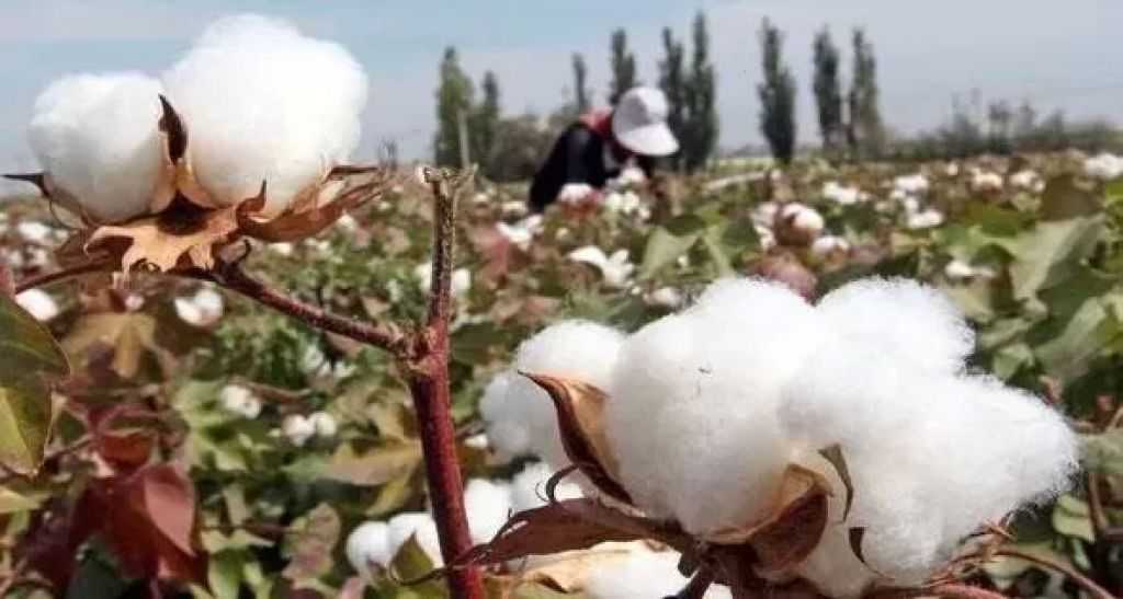 ”الزراعة” تُشكل لجنة موحدة لمتابعة محصول القطن وتذليل العقبات التي تواجه الإنتاج