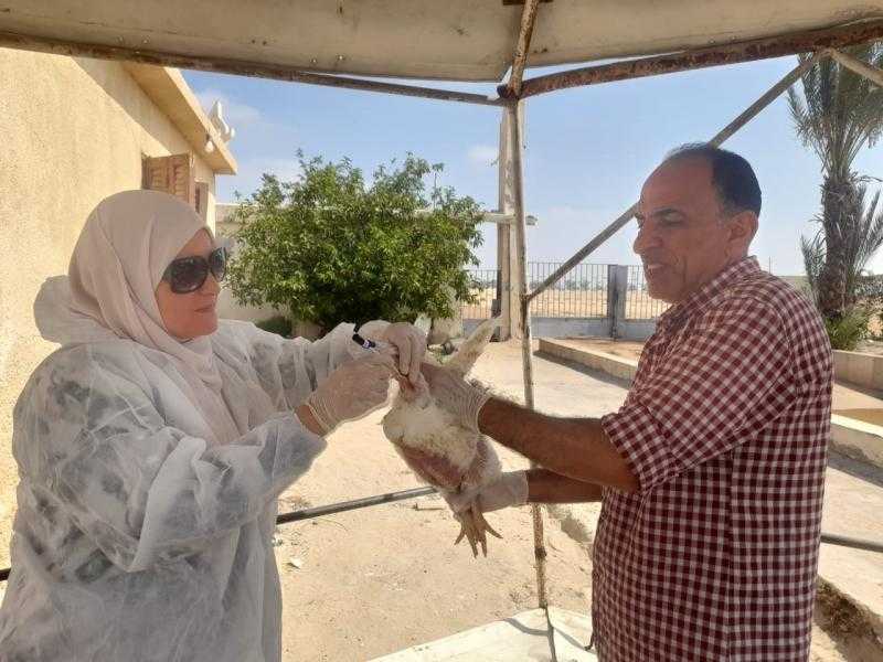 ”الخدمات البيطرية” تنفذ حملات التقصي والتحصين بمزارع وأسواق الدواجن| صور