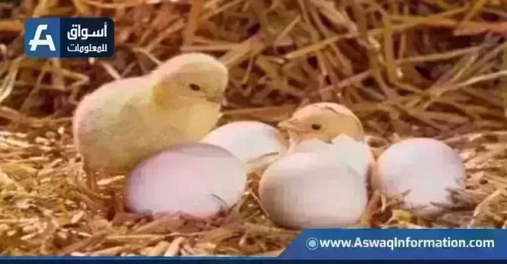 ارتفاع سعر الكتكوت الأبيض.. أسعار الكتاكيت اليوم الخميس بالمزرعة