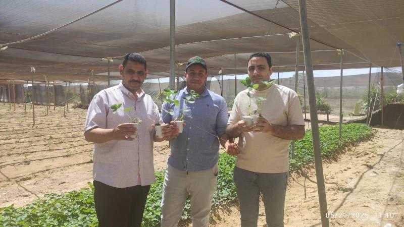 ”الزراعة”: تصدير 1.2 مليون شتلة فراولة و343 ألف شتلة فاكهة خلال يونيو