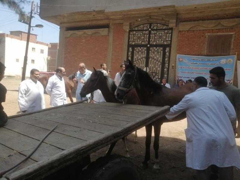 ”الخدمات البيطرية” تفحص وتعالج مجانًا أكثر من 63 ألف رأس حيوان و61 ألف طائر خلال يونيو