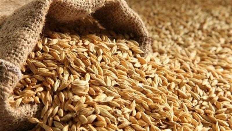 توقعات قياسية لإنتاج واستهلاك الحبوب عالميًا خلال الموسم الحالي
