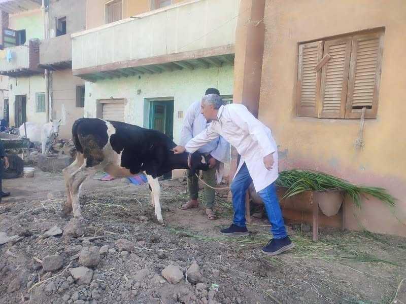 ”الخدمات البيطرية” تُحصن أكثر من 1.8 مليون رأس ماشية ضمن الحملة القومية ضد الحمى القلاعية وحمى الوادي المتصدع