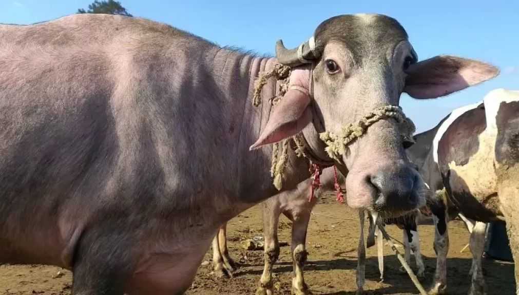 في إنجاز جديد.. معهد بحوث الصحة الحيوانية يحصل على شهادة الاعتماد الدولية