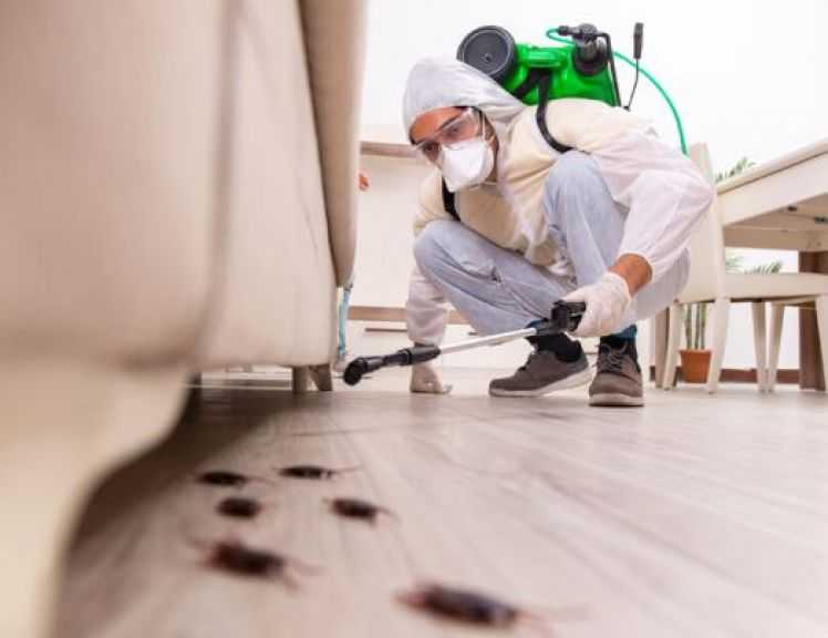 أخطاء شائعة في مكافحة الحشرات والصراصير يجب تجنبها