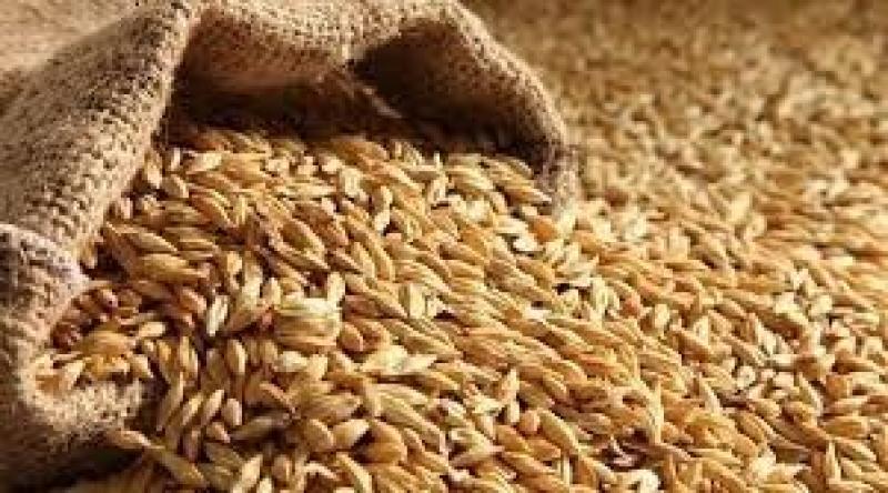 انخفاض أسعار الشعير العلفي الأوكراني خلال هذا الأسبوع