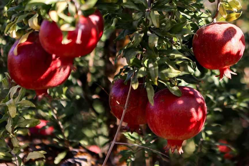 لـ167 دولة.. الصادرات الزراعية المصرية تُسجل 9.5 ملايين طن خلال 2025| إنفوجرافيك