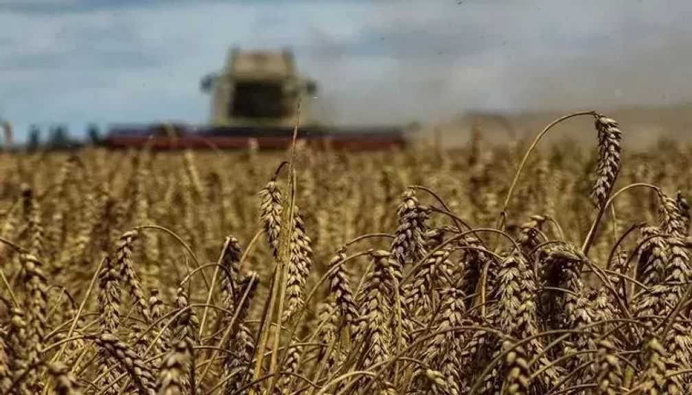 أوكرانيا تحصد 35.2 مليون طن من الحبوب منذ بداية الموسم