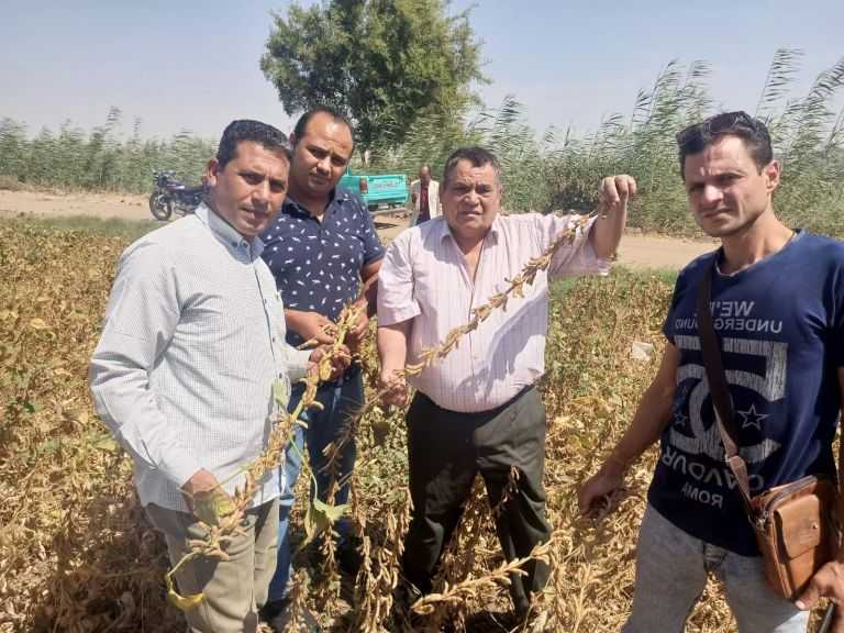 ”الزراعة” تكثف جهودها لتفعيل منظومة الزراعة التعاقدية للمحاصيل الزيتية بـ3 محافظات