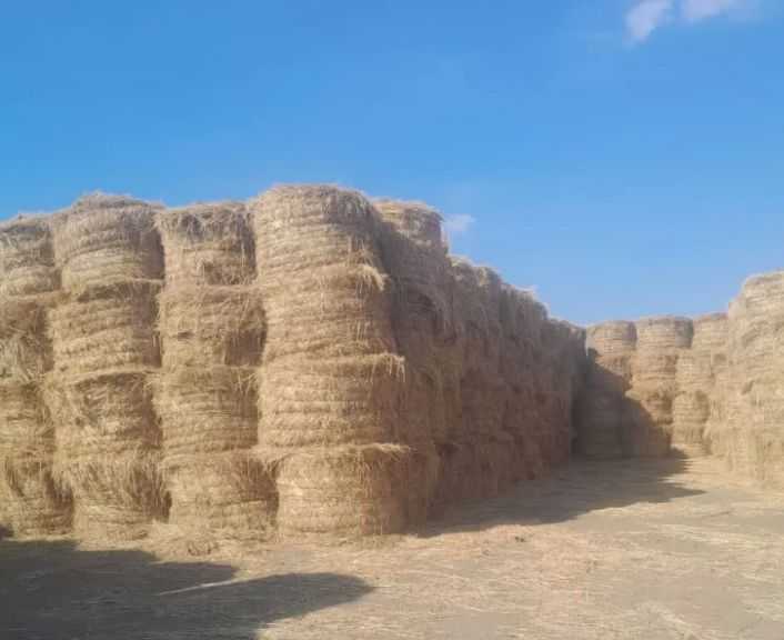 بعد حصاد 90% من المحصول.. جمع وكبس أكثر من 800 ألف طن من قش الأرز بـ 7 محافظات