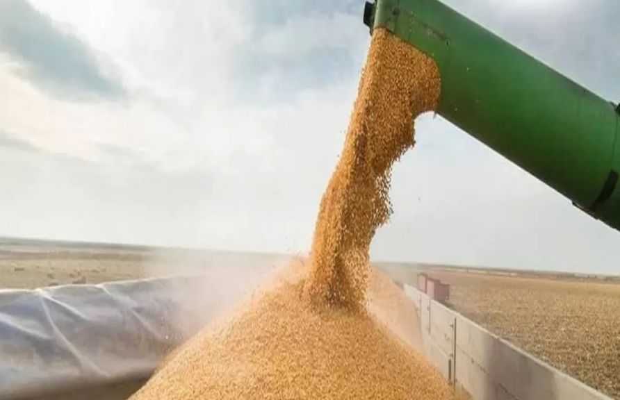 ستاندرد آند بورز: نمو متوقع في واردات مصر من الذرة إلى 9.5 مليون طن بدعم من صناعة الأعلاف والدواجن