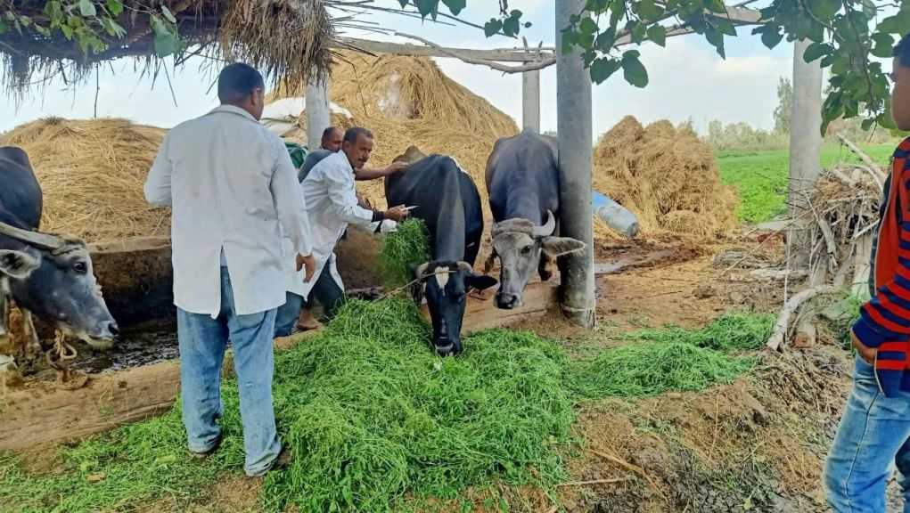 الزراعة: تحصين أكثر من 1.2 مليون رأس ماشية حتى الآن ضمن الحملة القومية