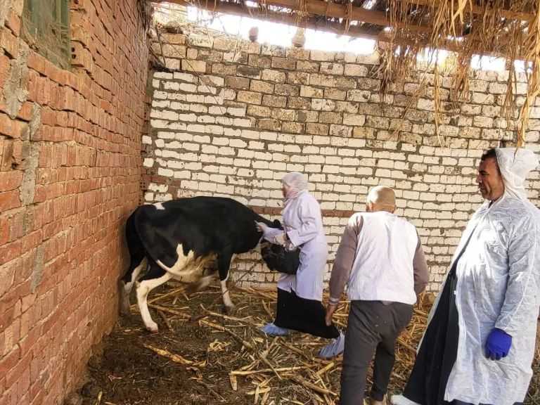 ”الخدمات البيطرية”: تحصين أكثر من 1.5 مليون رأس ماشية حتى الآن ضمن الحملة القومية