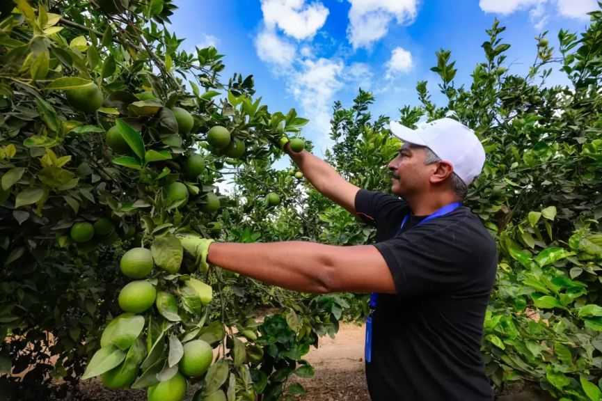 منها البرتقال والليمون.. فتح سوق بنما أمام 4 منتجات زراعية مصرية