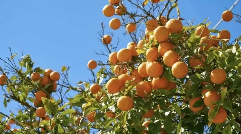 الموالح والبطاطس في المقدمة.. الصادرات الزراعية المصرية تتجاوز 3.7 ملايين طن خلال العام الجاري