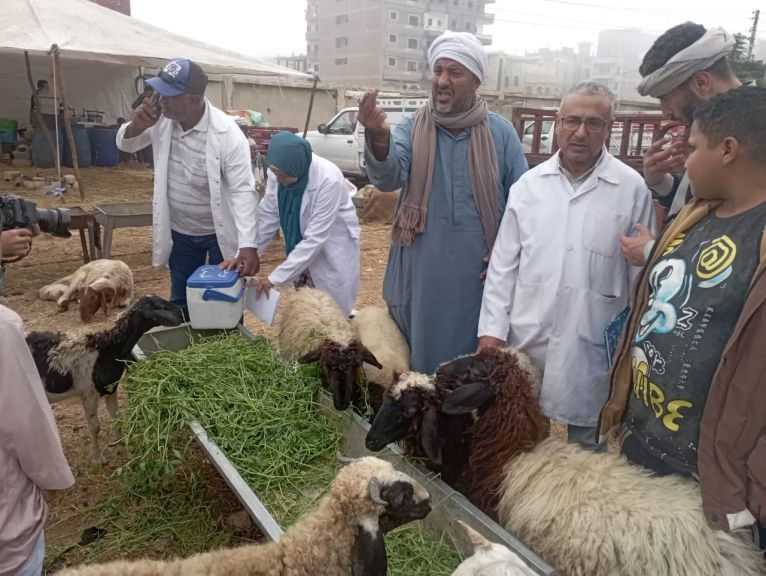 ”الزراعة”: 6.5 ملايين جرعة لتحصين الماشية ضد الحمى القلاعية وحمى الوادي المتصدع