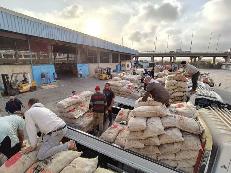 ”الحاصلات البستانية” يبدأ تسليم تقاوي البطاطس للمزارعين استعدادًا للموسم الجديد