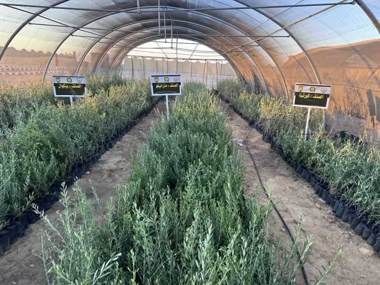 توزيع 850 ألف شتلة زيتون بالمجان على أهالي سيناء لتمكين صغار المزارعين خلال عامين