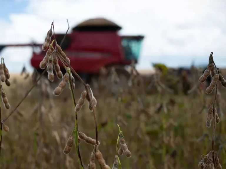 الصين توقف واردات فول الصويا من منشآت برازيلية إثر مخاوف صحية