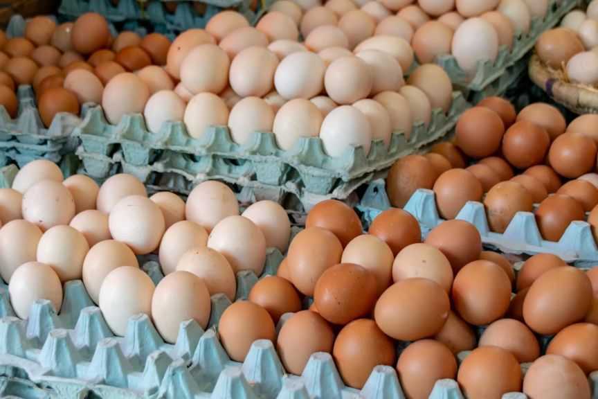 ”التنمية المحلية”: محطة طنطا تستهدف إنتاج 70 مليون بيضة سنويًا