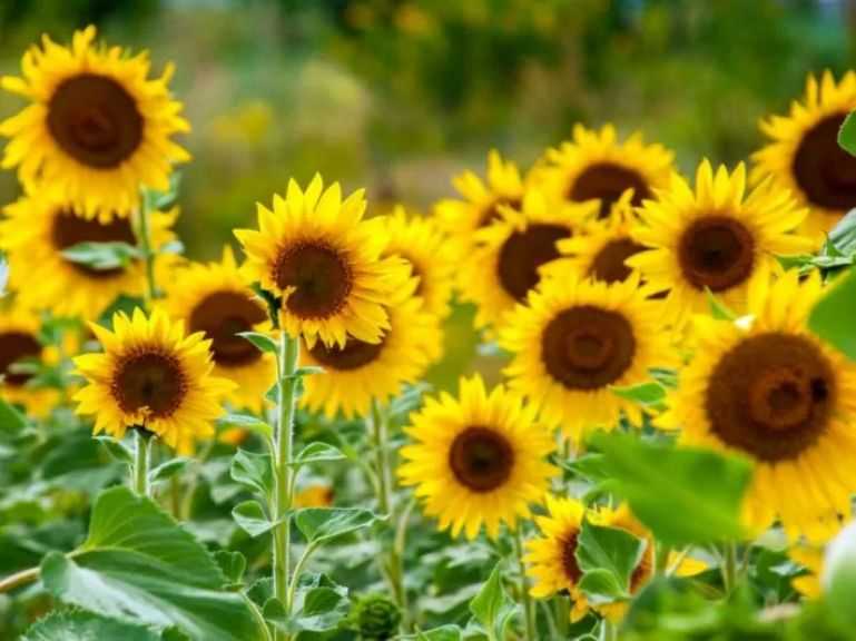 أسعار بذور عباد الشمس في أوكرانيا تواصل ارتفاعها