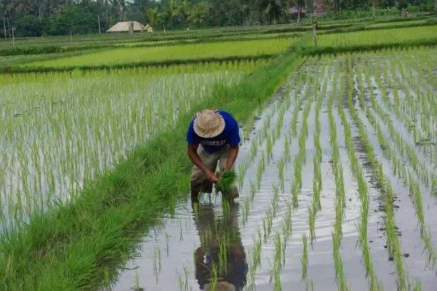 فيتنام تتوقع تراجع صادرات الأرز 11.5% بسبب حظر الفلبين