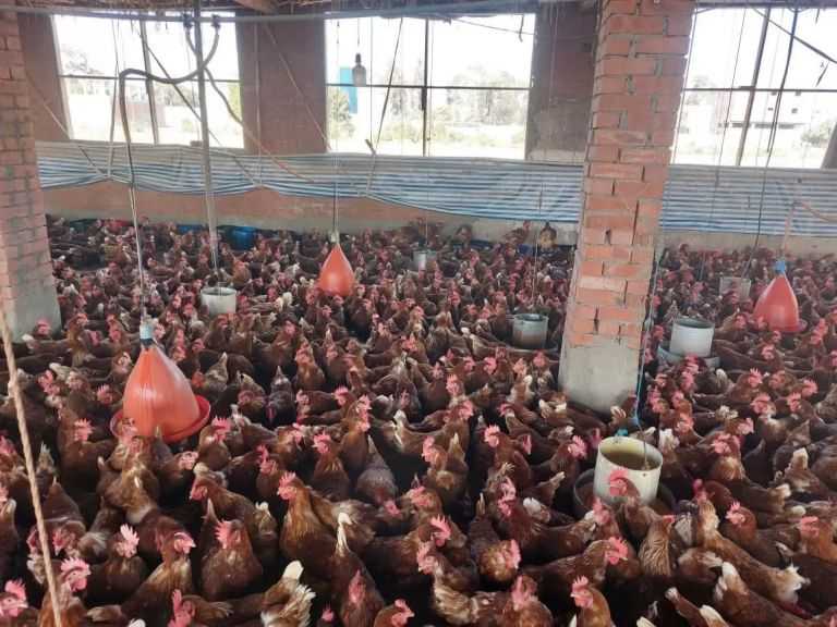 ”الطب البيطري” تُطلق حملة لتوعية مربي الدواجن بإجراءات الأمان الحيوي| صور