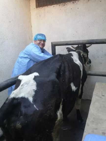 «الزراعة»: تحصين الماشية بأكثر من 8.1 مليون جرعة للقاحي «الحمى القلاعية» و«الوادي المتصدع»