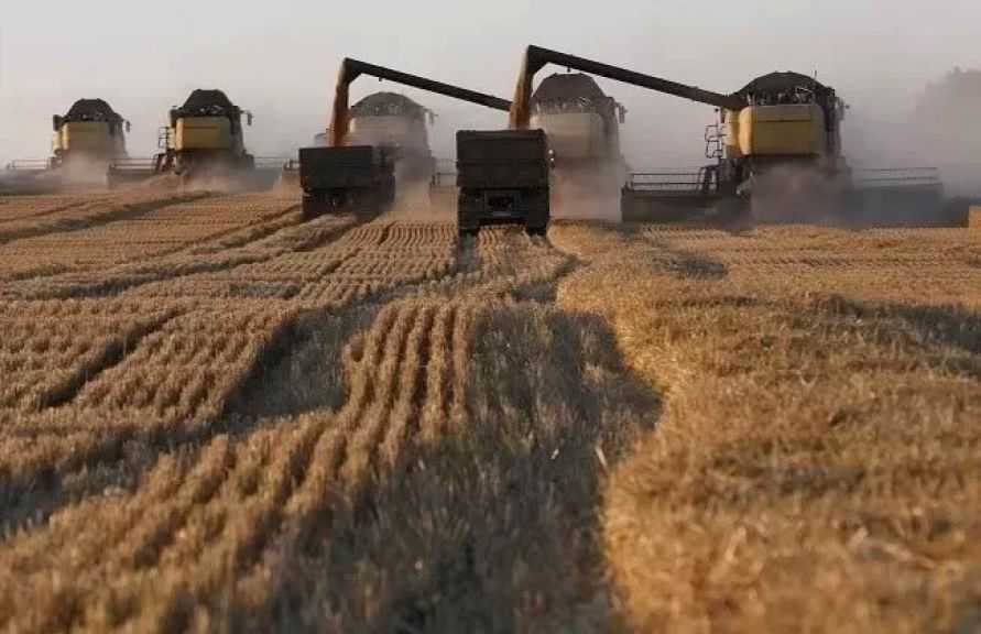 ارتفاع محصول الحبوب في الهند إلى مستوى قياسي للموسم التاسع على التوالي