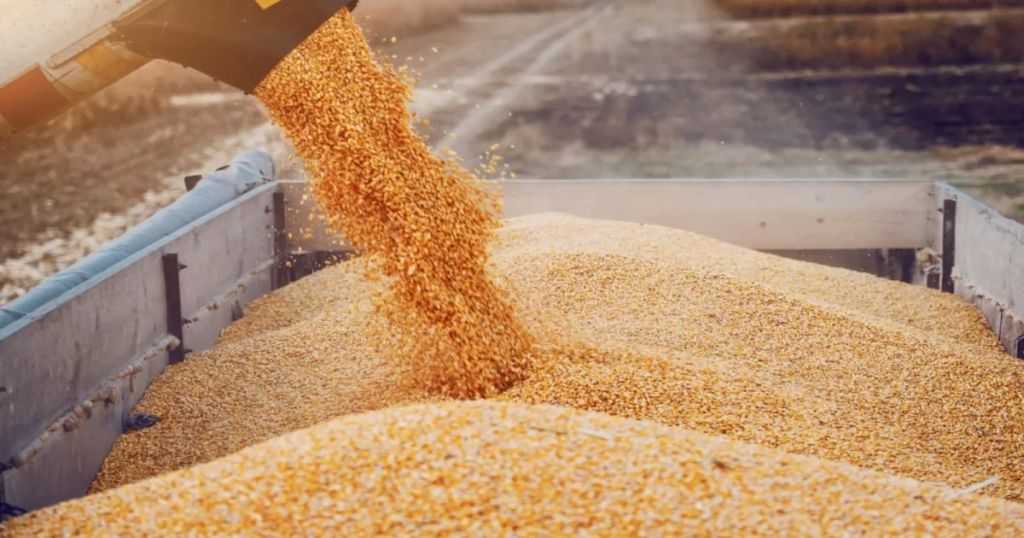 الأردن يعتمد على الواردات لتغطية معظم احتياجات الحبوب