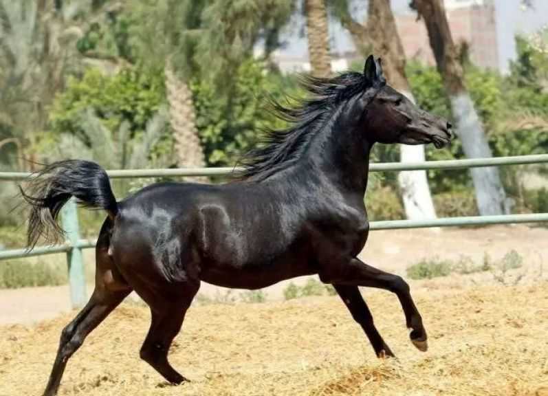 عاجل | إعادة فتح السوق الأردني أمام صادرات مصر من الخيول العربية