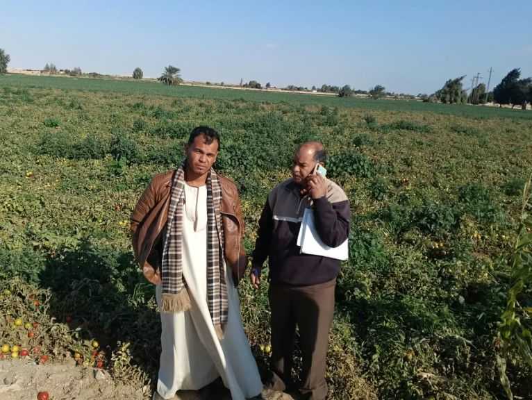 ”الزراعة” تتابع المحاصيل الشتوية ومكافحة النمل الأبيض بالصعيد| صور