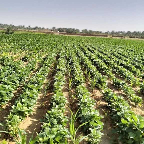 ”بحوث الصحراء” ينجح في زراعة فول الصويا بالوادي الجديد