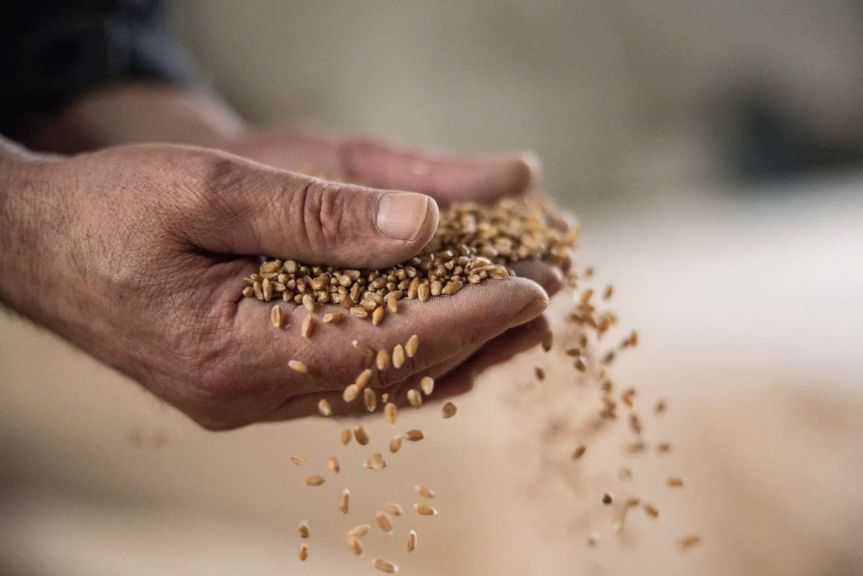 قفزة 60% في أسعار الدخن بموانئ أوكرانيا خلال 4 أشهر