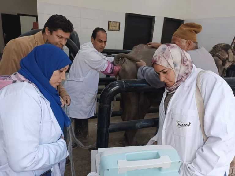 ”الخدمات البيطرية” تلقح 60.5 ألف رأس ماشية صناعيًا خلال ديسمبر