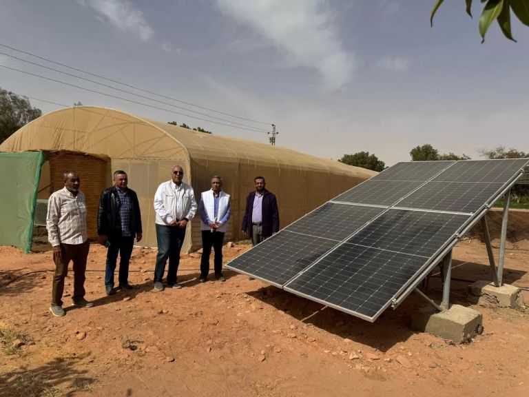 بحوث الصحراء: محطة توشكى تنتج فسائل النخيل باستخدام تقنية زراعة الأنسجة