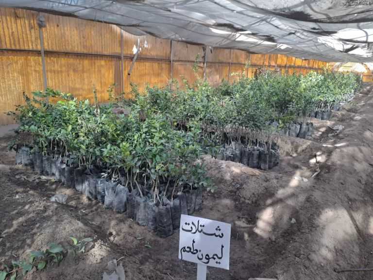 ”الزراعة” تتابع سير العمل بمزارع ومشاتل قطاع الإنتاج في المحافظات| صور