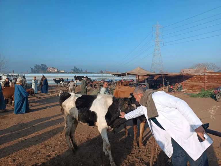”الخدمات البيطرية” تحصن 2.1 مليون رأس ماشية لحماية الثروة الحيوانية