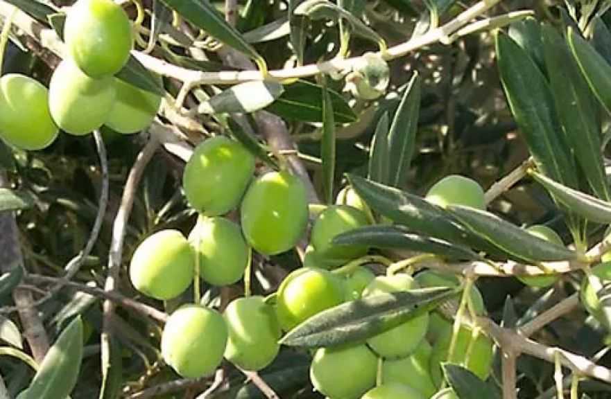 اليوم.. وزير الزراعة يتفقد مهرجان التمور والزيتون