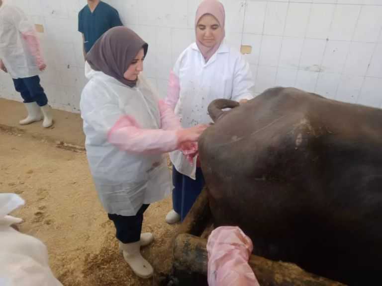 ”الزراعة” تنفذ 5 قوافل بيطرية مجانية ببني سويف| صور